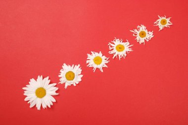 Kompozisyon papatya renk Kağıt arka planda çiçekler