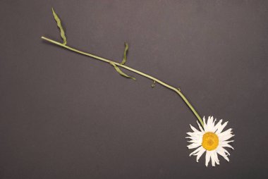 Kompozisyon papatya renk Kağıt arka planda çiçekler