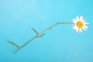 Kompozisyon papatya renk Kağıt arka planda çiçekler