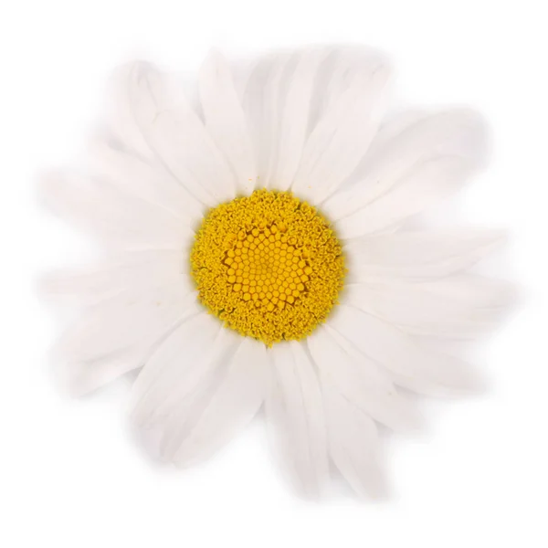 One white chamomile flower isolated on white background. — Stock Photo, Image