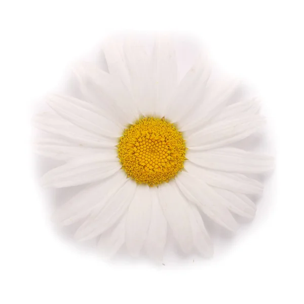One white chamomile flower isolated on white background. — Stock Photo, Image