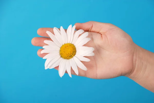 Male hand holding a chamomile — Stock Photo, Image