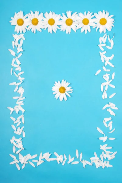 Çiçekler ve Petal kompozisyon. Mavi arka planda papatya. — Stok fotoğraf