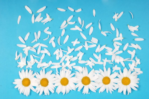 Flowers and petal composition. Chamomile on a blue background. — Stock Photo, Image