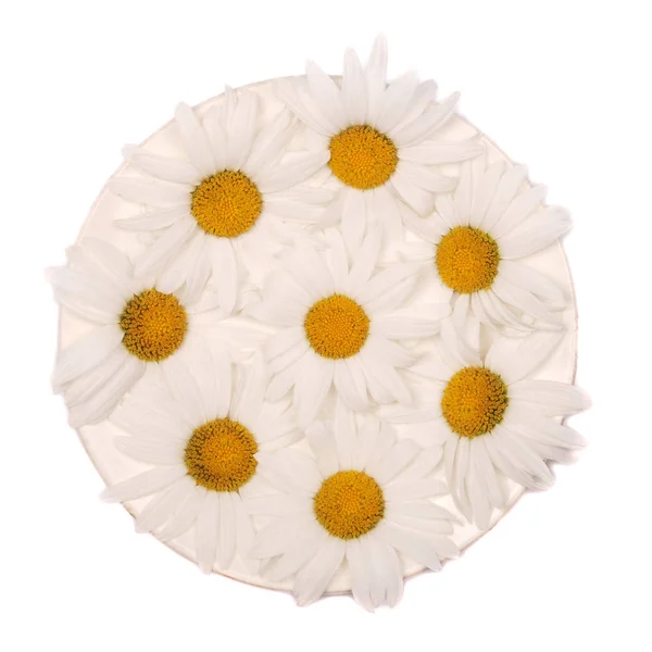 Pires brancos com flores de camomila — Fotografia de Stock