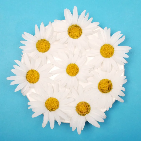 White saucer with chamomile flowers — Stock Photo, Image