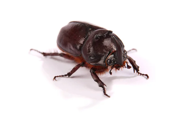 Rhinoceros beetle (Oryctes nasicornis) — Stock Photo, Image