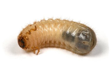 Bir mayıs böceğinin larvası