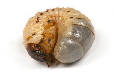 Gergedan böceği nin larvası