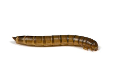 Solucan ya da larva böceği pisliği.