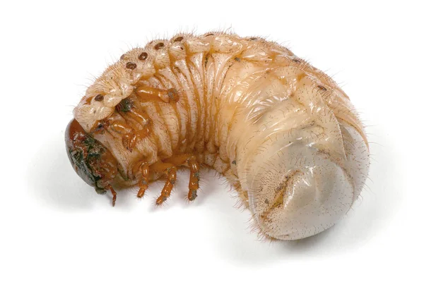 Larva z brouka nosorožce — Stock fotografie