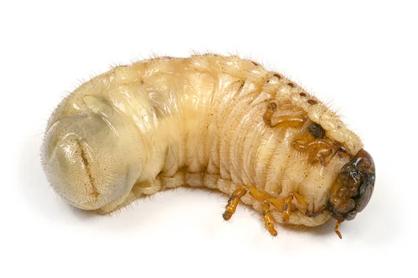 Larva di uno scarabeo di rinoceronte — Foto Stock