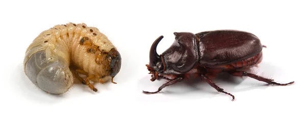 Closeup shot of larva of a rhinoceros beetle (Oryctes nasicornis — Stock Photo, Image