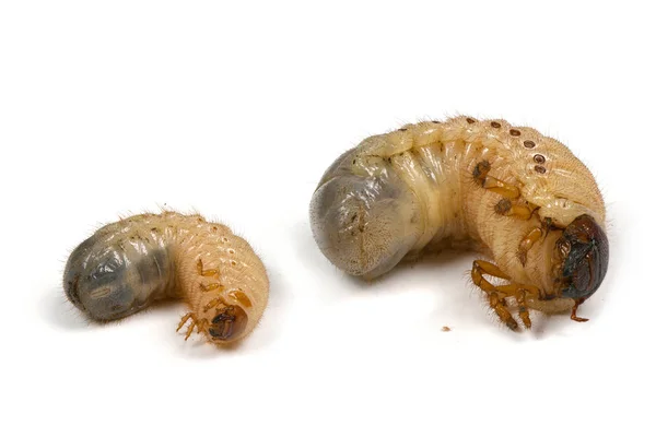 Larva di un rinoceronte e può scarafaggi — Foto Stock