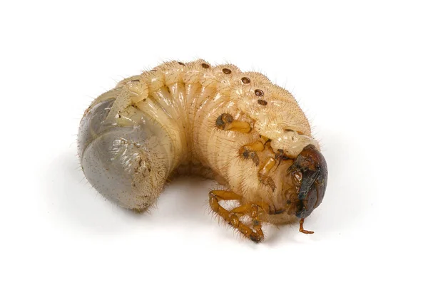 Larva of a rhinoceros beetle — Stock Photo, Image