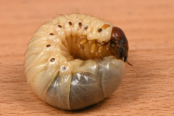 Larva di uno scarabeo di rinoceronte — Foto Stock