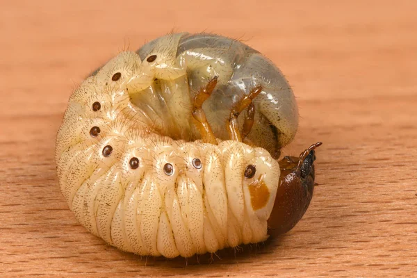 Larva di uno scarabeo di rinoceronte — Foto Stock