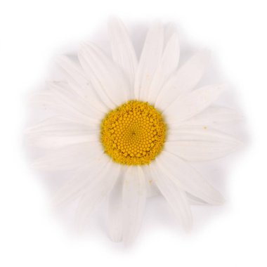 Beyaz arka planda yalıtılmış bir beyaz papatya çiçeği.