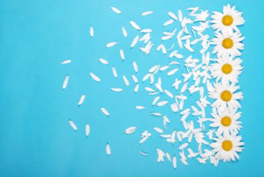 Çiçekler ve Petal kompozisyon. Mavi arka planda papatya.