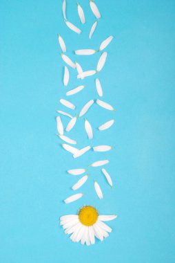 Çiçekler ve Petal kompozisyon. Mavi arka planda papatya.