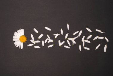 Çiçekler ve Petal kompozisyon. Siyah arka planda papatya.