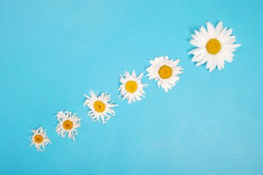 Kompozisyon papatya renk Kağıt arka planda çiçekler