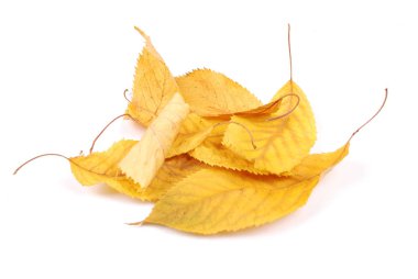 güzel renkli yaprakları