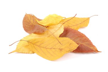 güzel renkli yaprakları