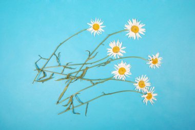 Kompozisyon papatya renk Kağıt arka planda çiçekler