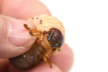 Gergedan böceği nin larvası