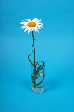 Chamomile flower isolated
