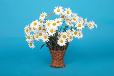 Papatya çiçeği güzel ve narin