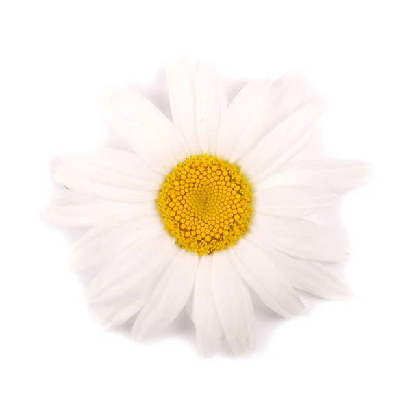 One white chamomile flower isolated on white background. — Stock Photo, Image