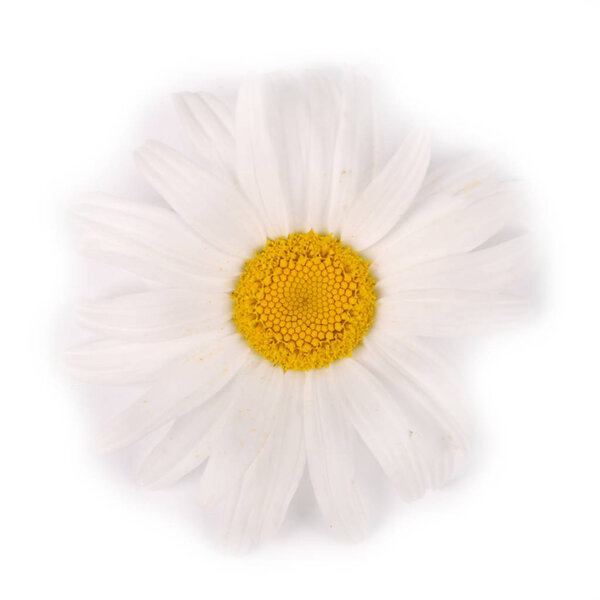 One white chamomile flower isolated on white background.