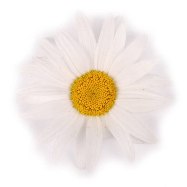 One white chamomile flower isolated on white background.