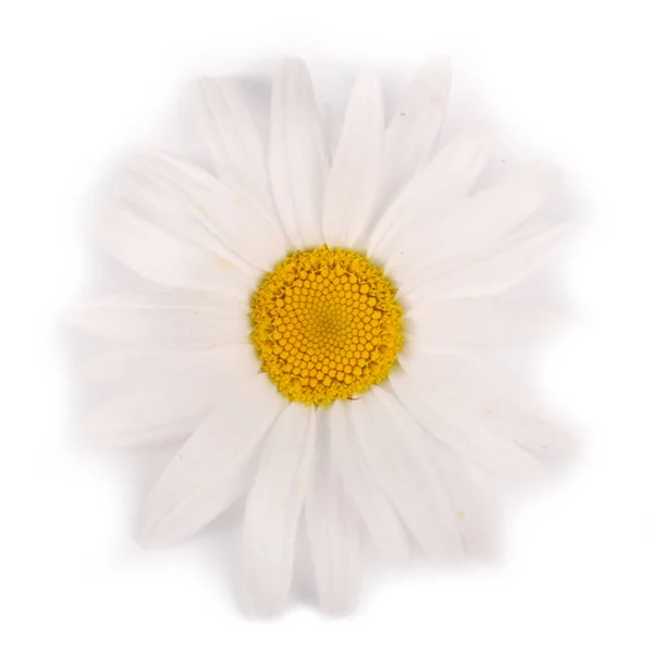 One white chamomile flower isolated on white background. — Stock Photo, Image