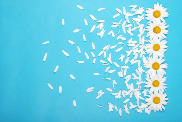 Çiçekler ve Petal kompozisyon. Mavi arka planda papatya.
