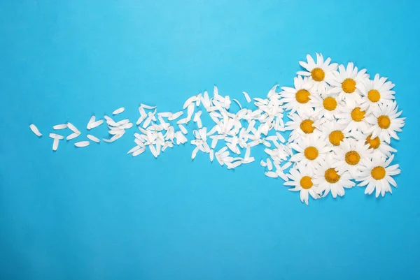 Flowers and petal composition. Chamomile on a blue background. — Stock Photo, Image