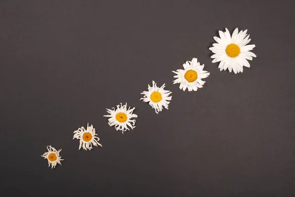 Kompozisyon papatya renk Kağıt arka planda çiçekler — Stok fotoğraf