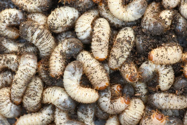 Larva può scarabeo — Foto Stock
