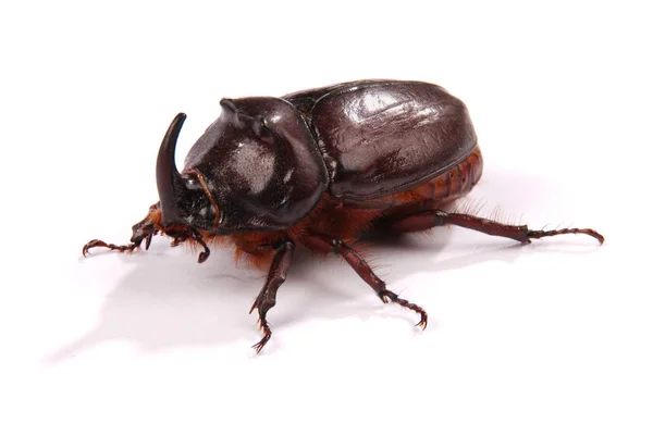 Rhinoceros beetle (Oryctes nasicornis) — Stock Photo, Image