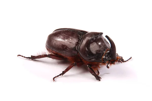 Rhinoceros beetle (Oryctes nasicornis) — Stock Photo, Image