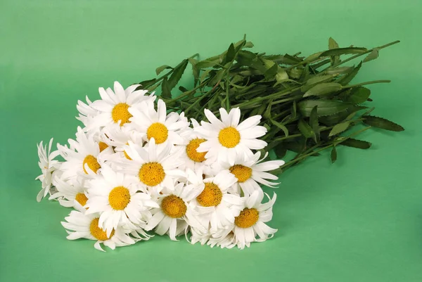 Flor de camomila isolada — Fotografia de Stock