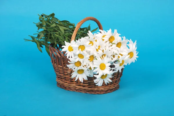 Kamilla virág szép és Delicat — Stock Fotó