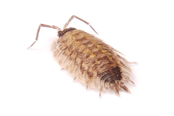 Arroz (Porcellio scaber) isolado — Fotografia de Stock