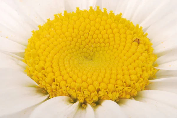 Flor de camomila — Fotografia de Stock