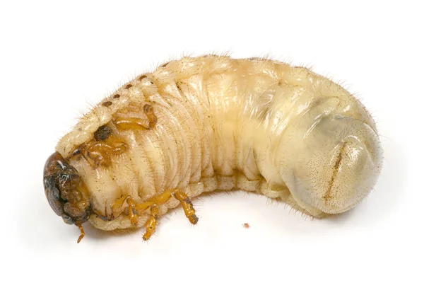 Larva of a rhinoceros beetle — Stock Photo, Image