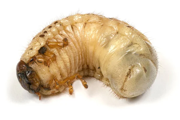 Larva di uno scarabeo di rinoceronte — Foto Stock