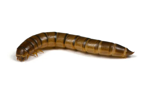 线虫或幼虫甲虫粪 — 图库照片