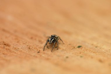 Ahşap arka planda Zıplayan Örümcek (Salticus scenicus).